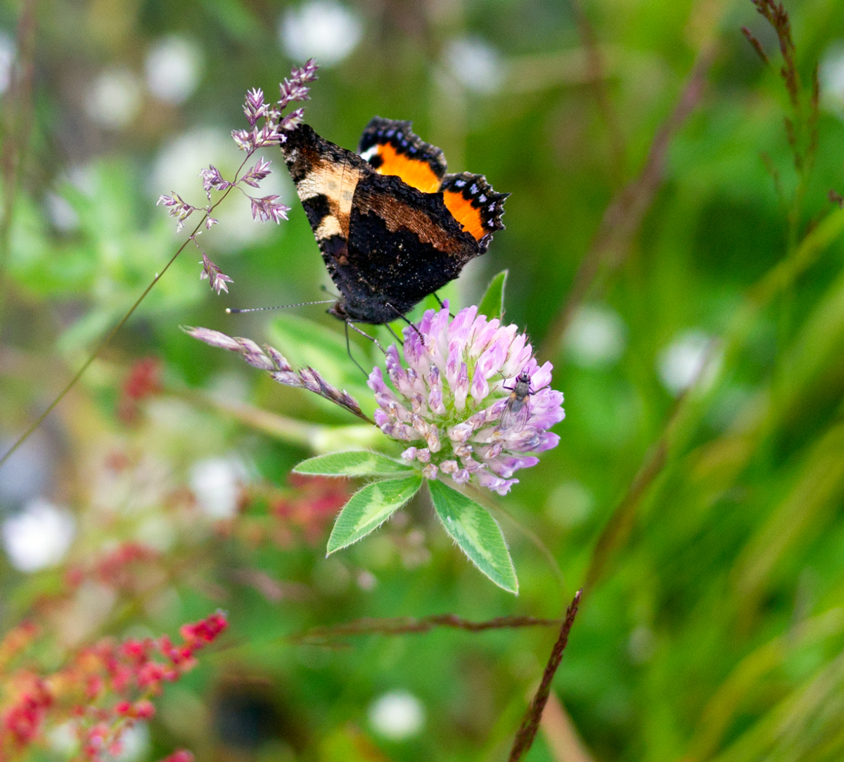 butterfly