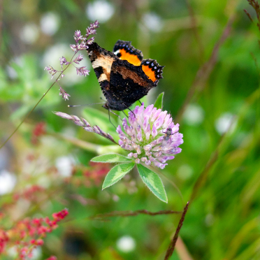 butterfly