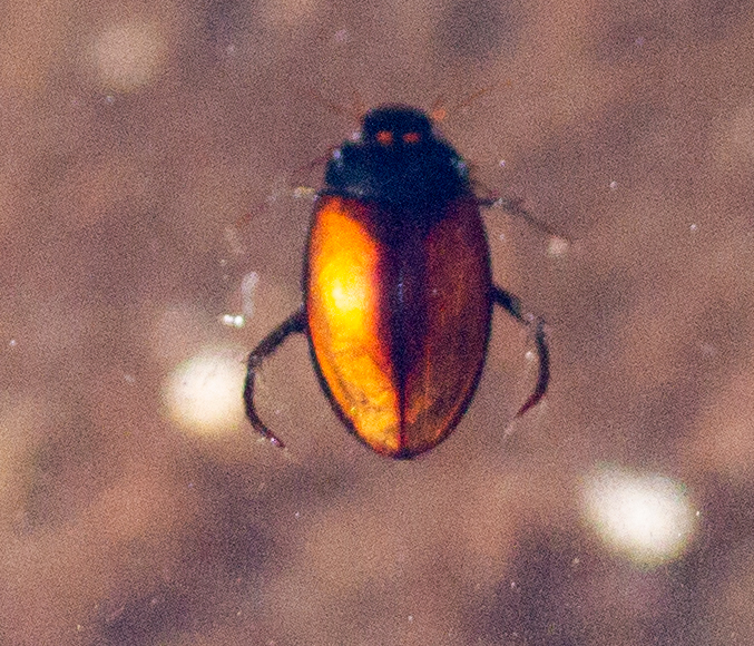 diving beetle