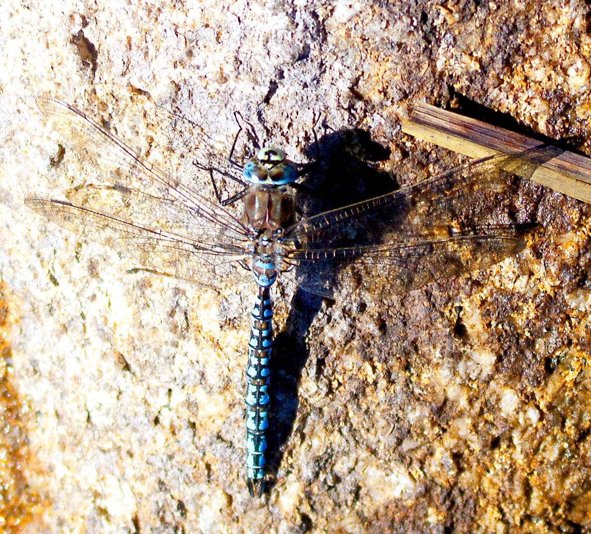 dragonfly