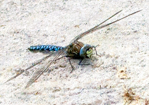dragonfly