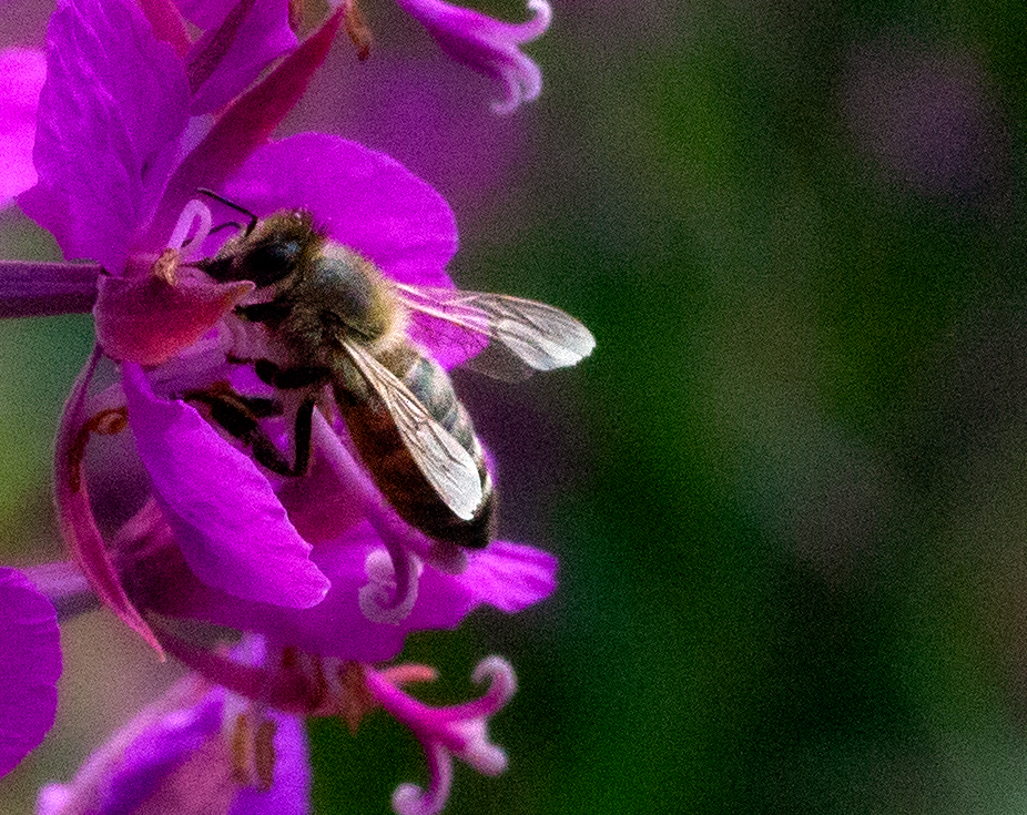 bee