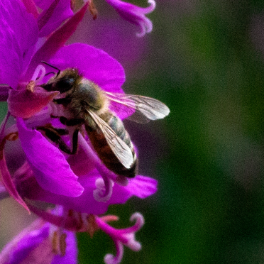 bee