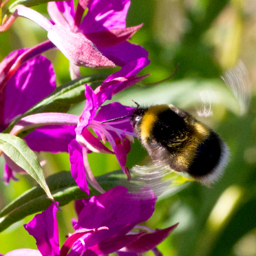 busy, busy bee