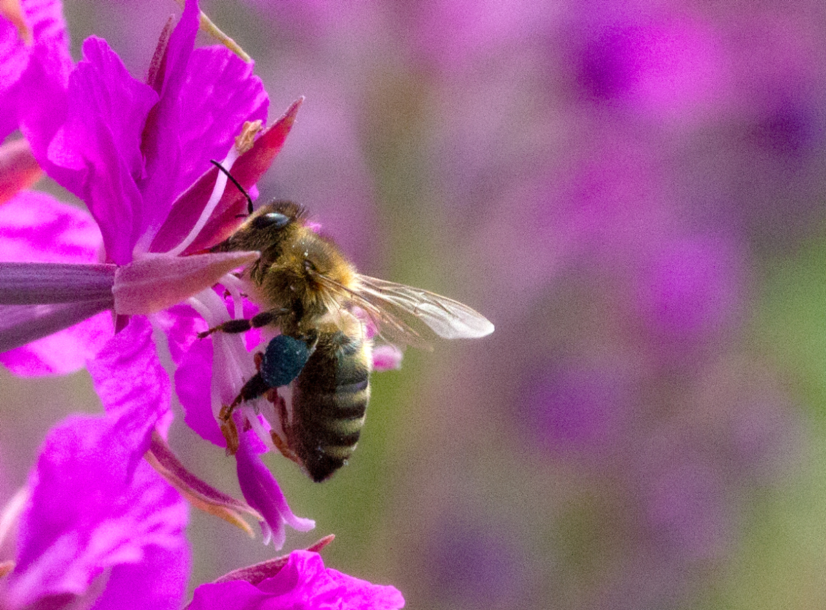 bee