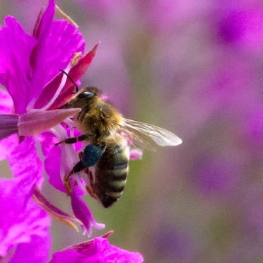 bee
