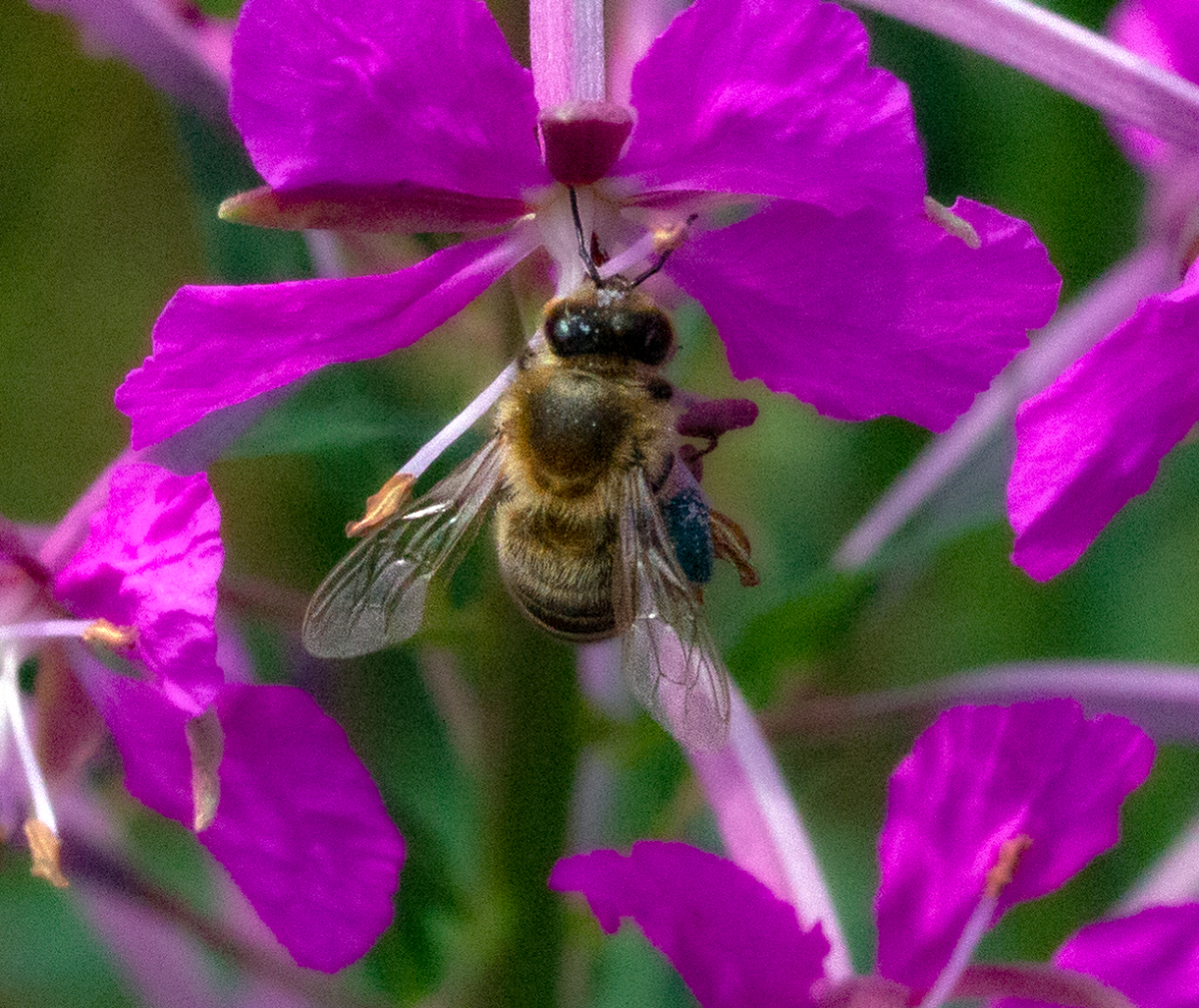 bee