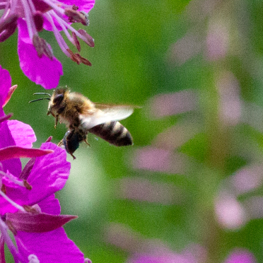 bee