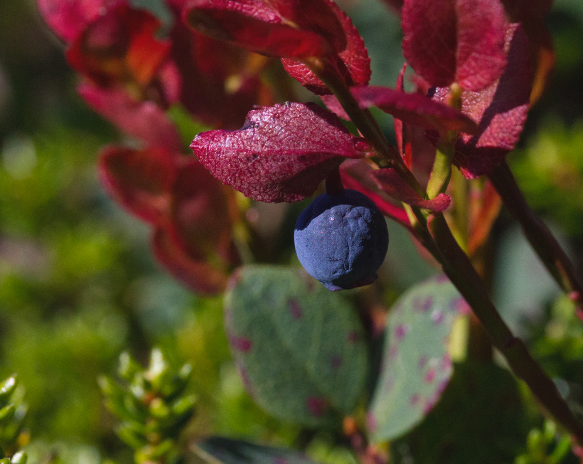 wrinkly blueberry