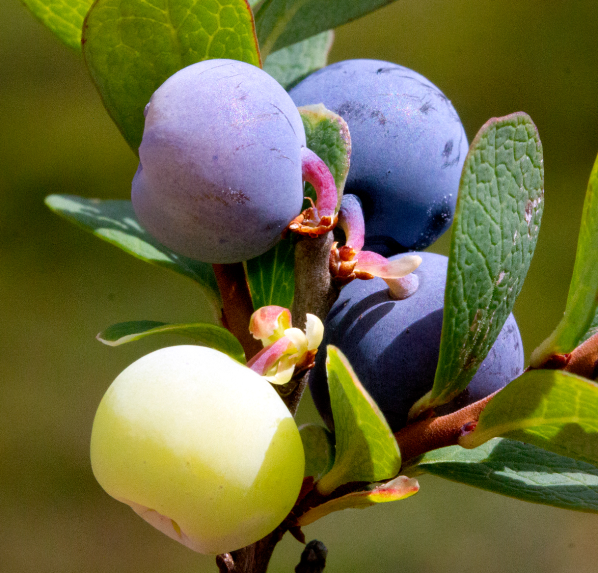 blueberries