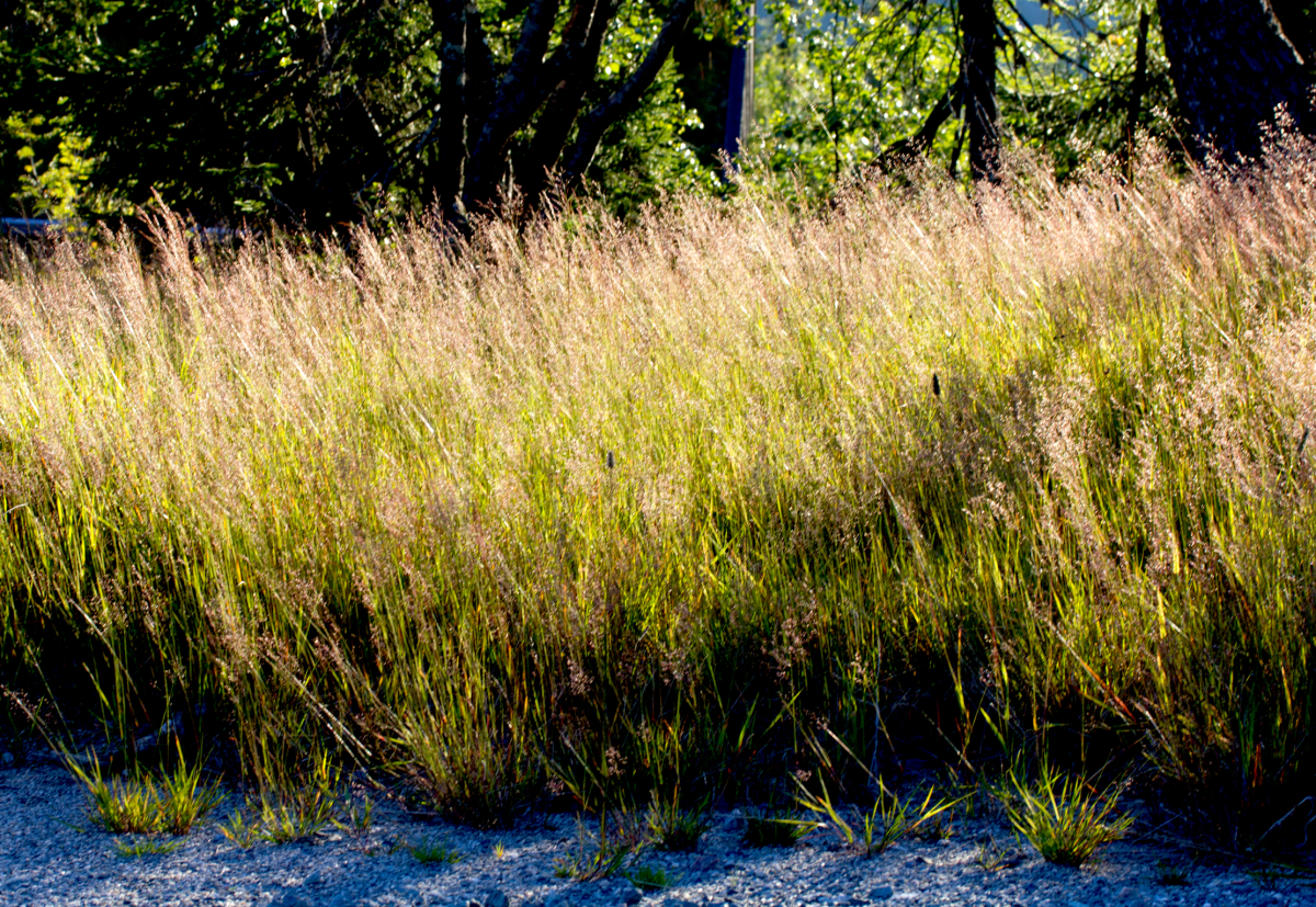 grass..
