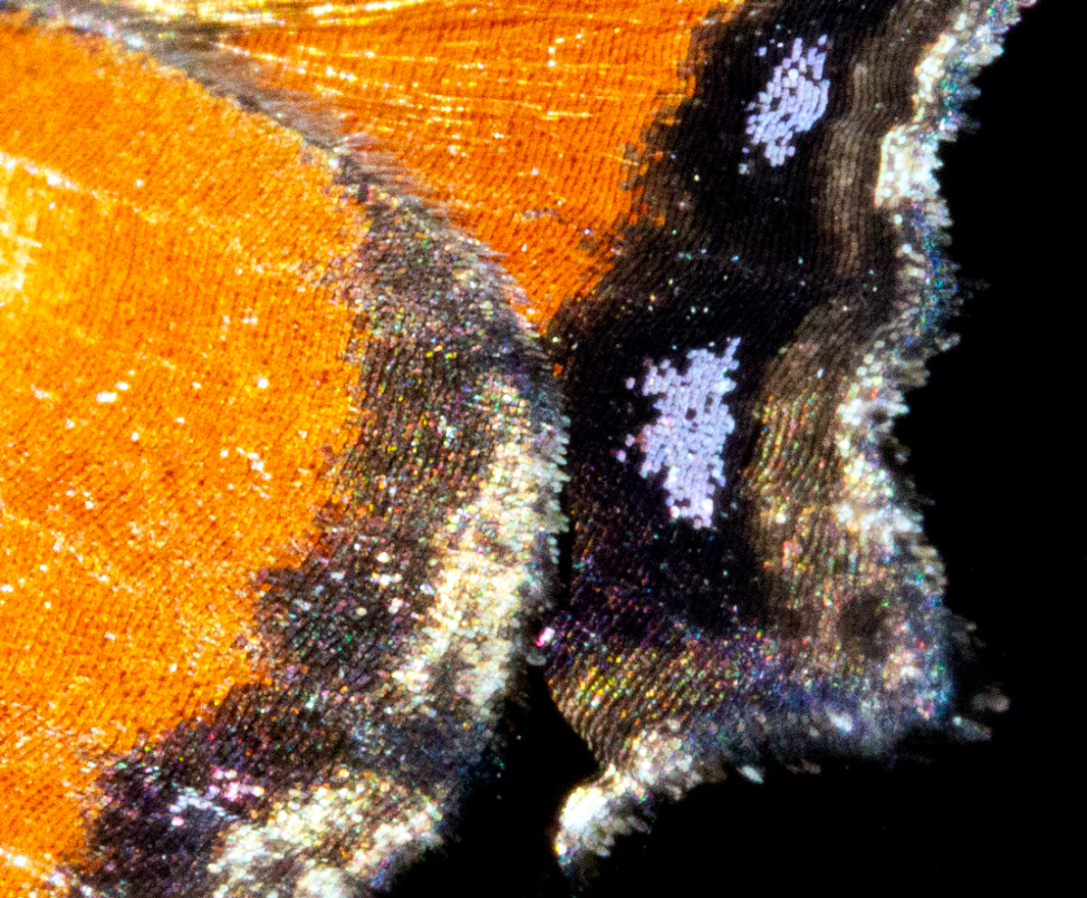 wings