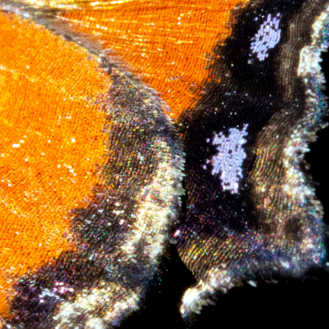 wings