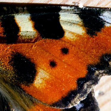 wings