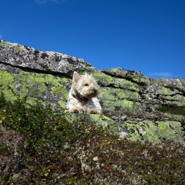 climb every mountain…