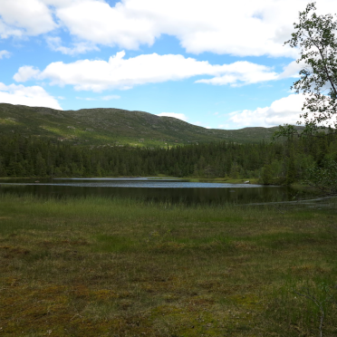 Svarttjern
