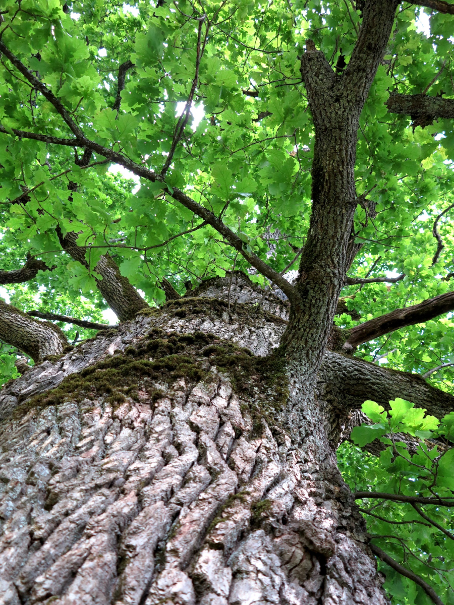 the old oak