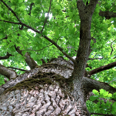 the old oak