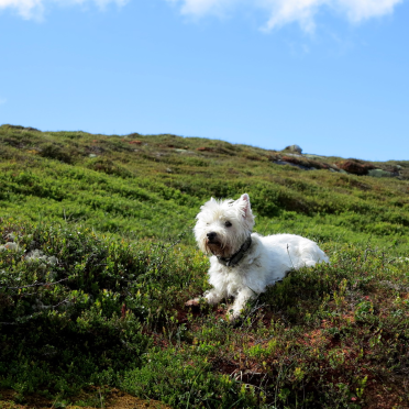 Connie westie