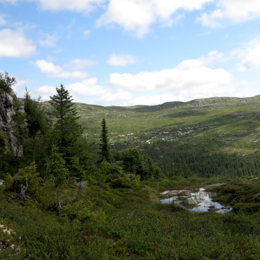 Bear trail