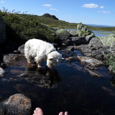 feet, dog, summit