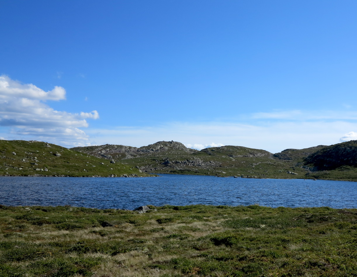 Krokodillevann