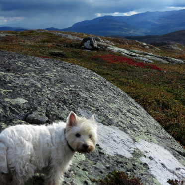 photobombing your nature-shot…