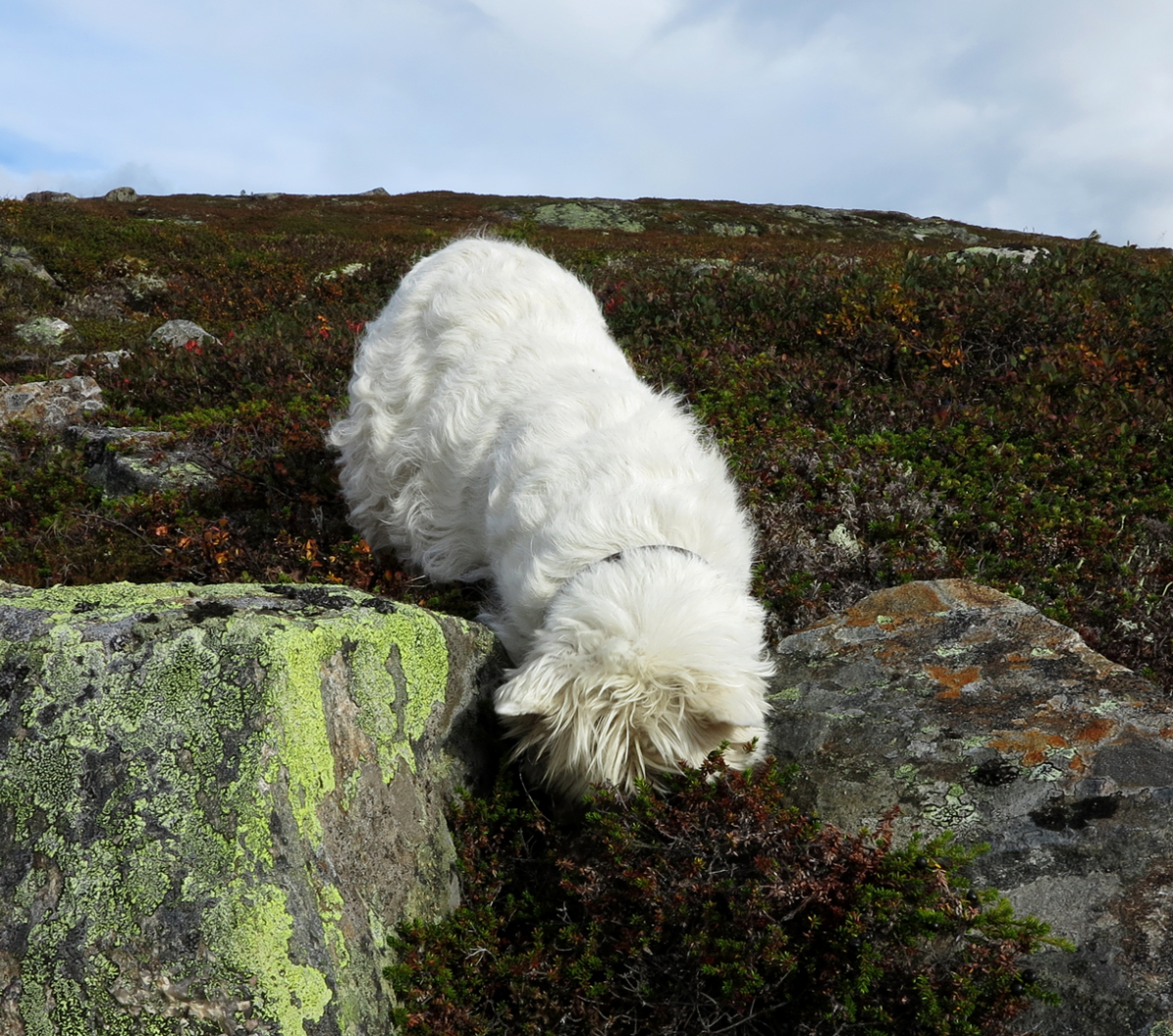 LEMMING UNDER THIS ROCK