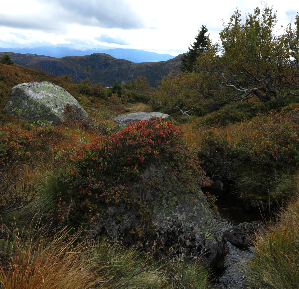 stream view