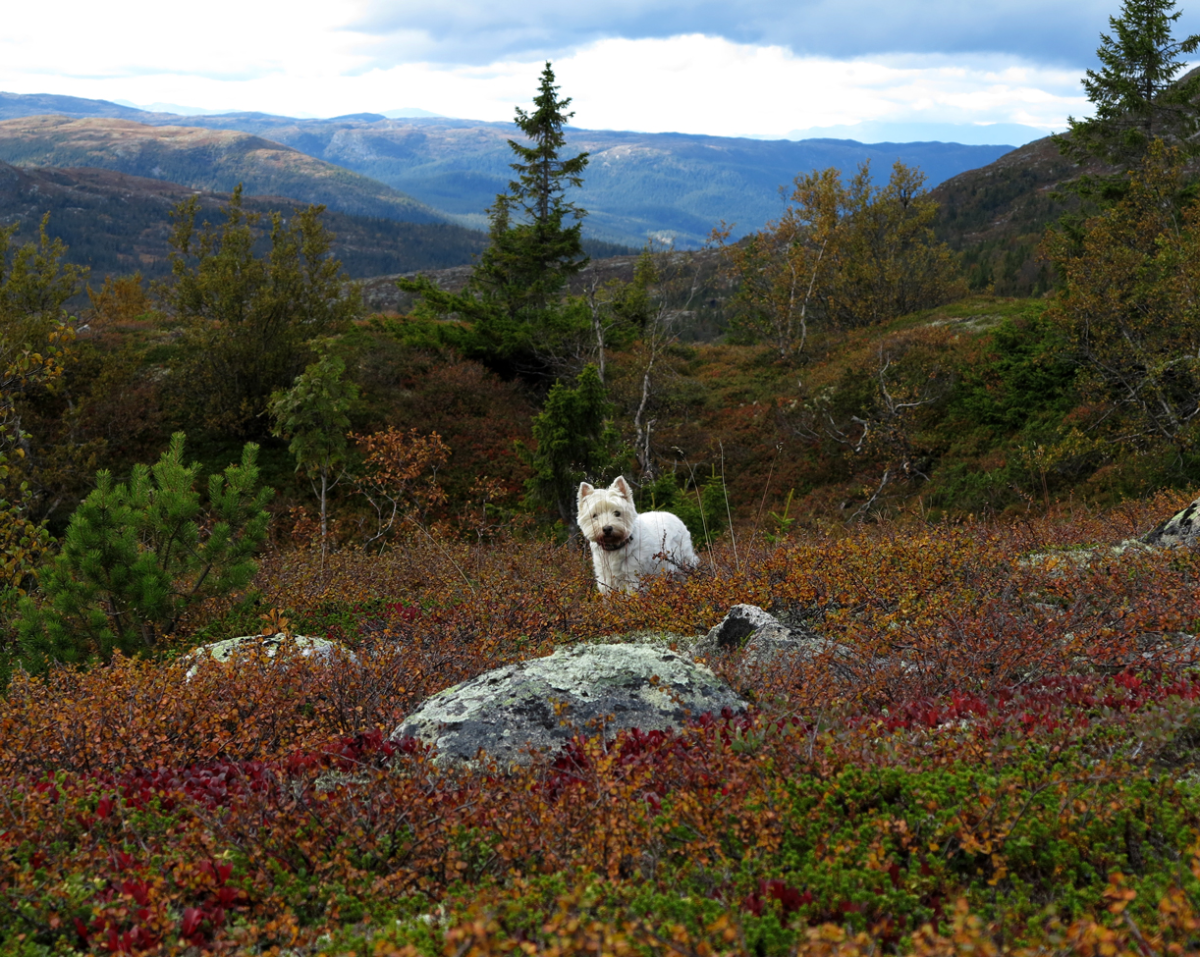 in yer heather, eating your crowberries