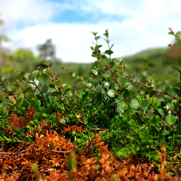 mountain birch 