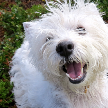 happy westie