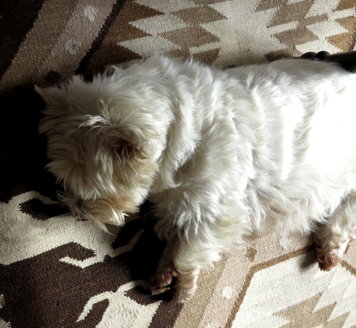 i broke the dog