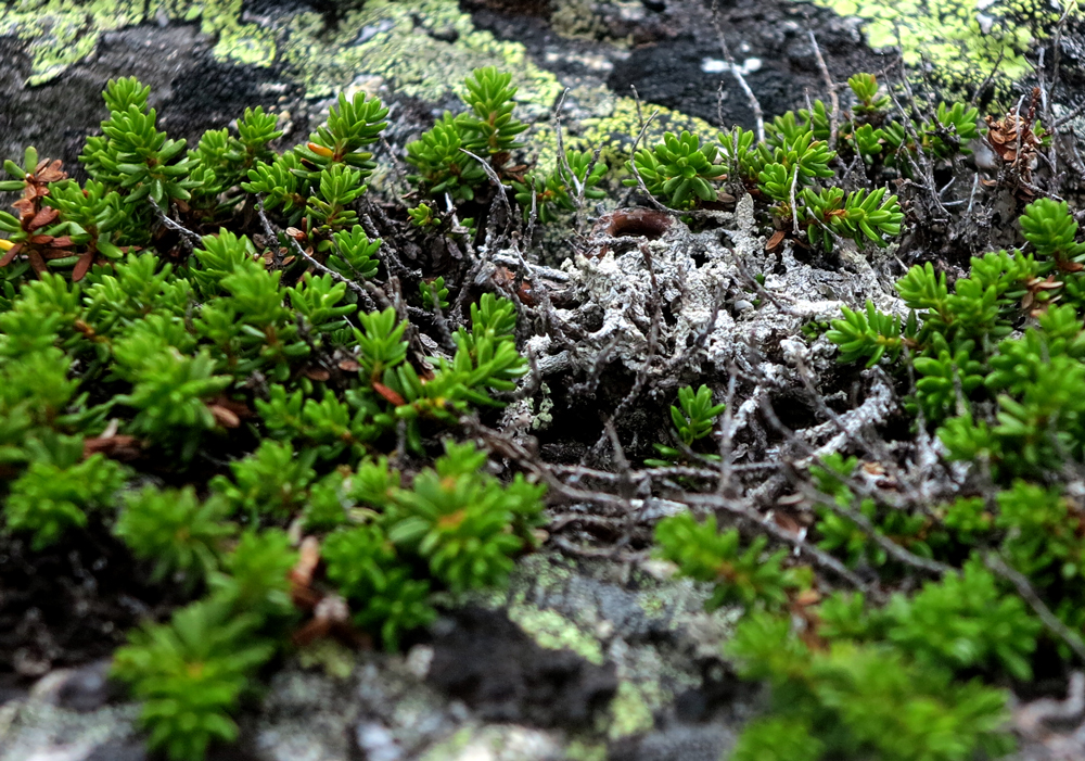 Crowberries