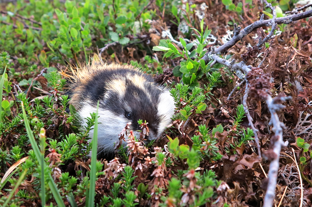 Lemming