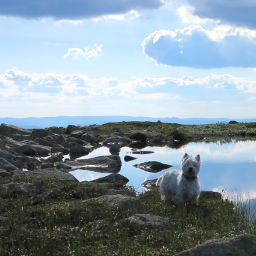Sky, water and westie