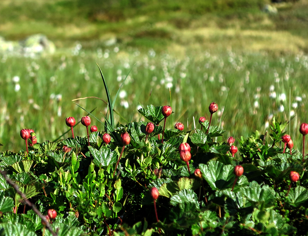 cloudberries
