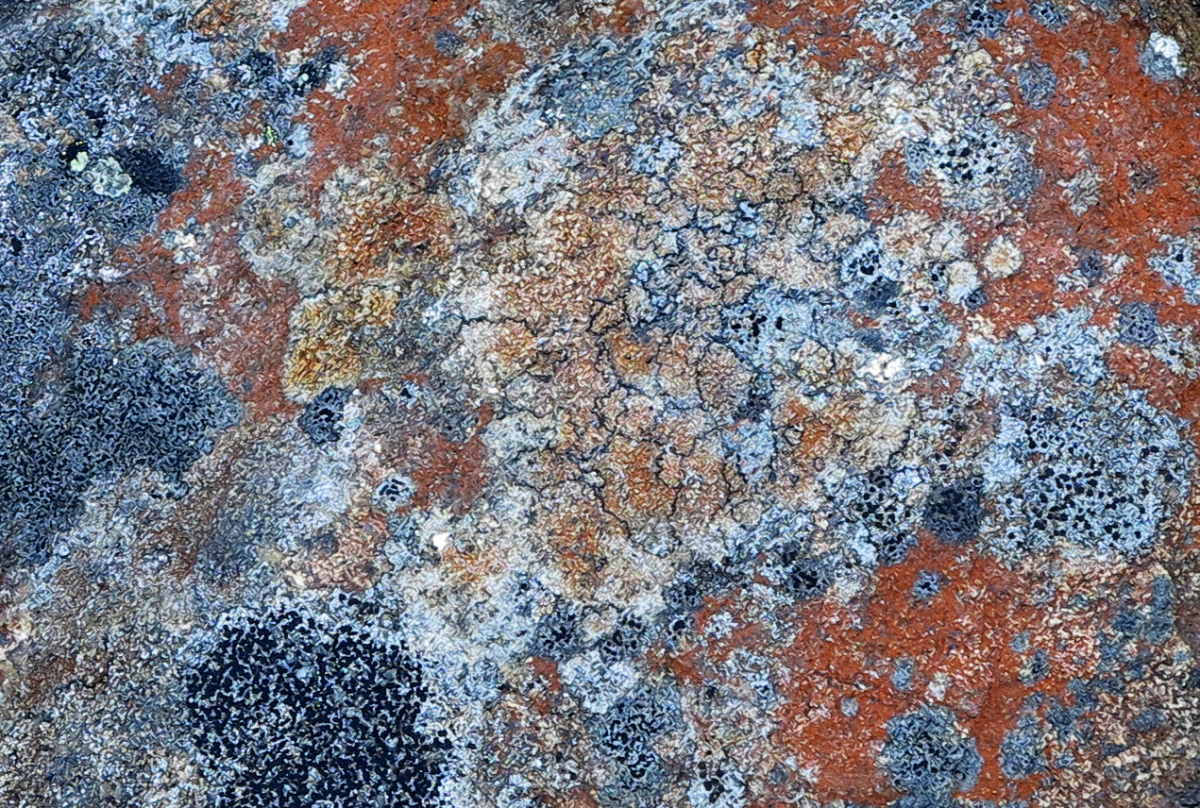 lichen