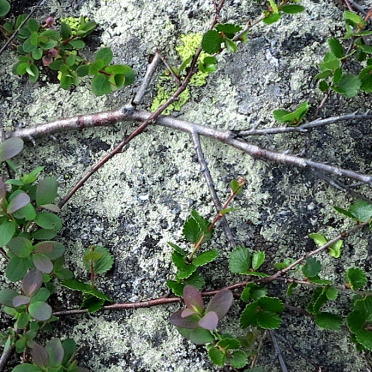 Dwarf birch
