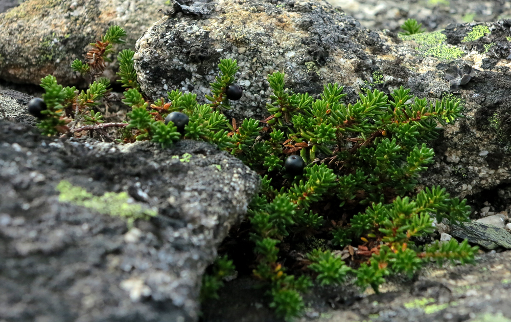 Crowberries