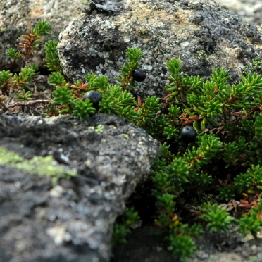 Crowberries