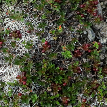 bear berries 