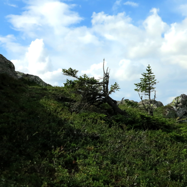 Vassfarfjellet