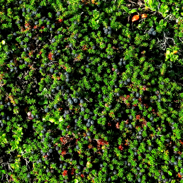 crowberry