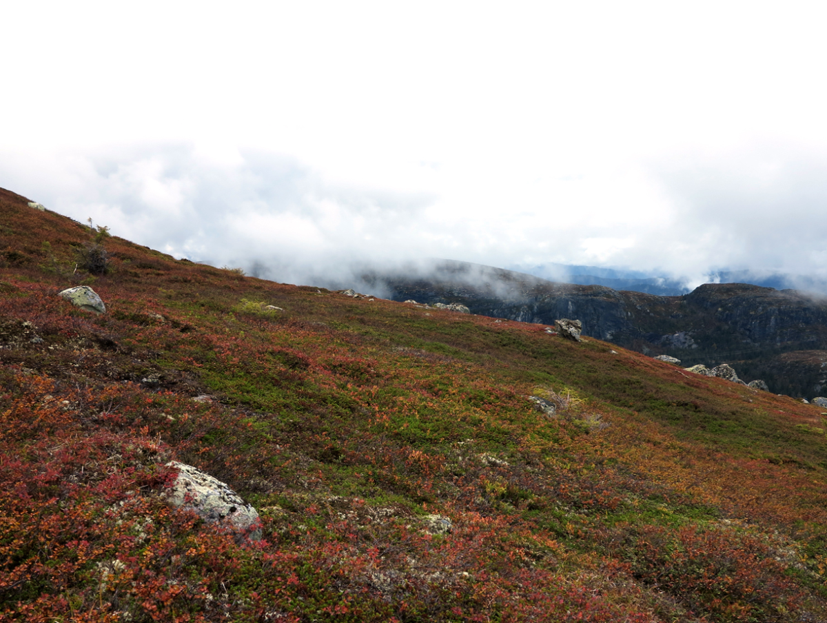 hillside