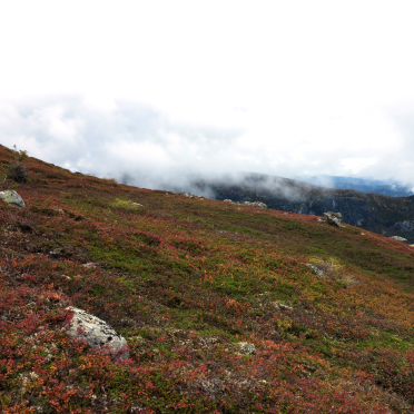 hillside