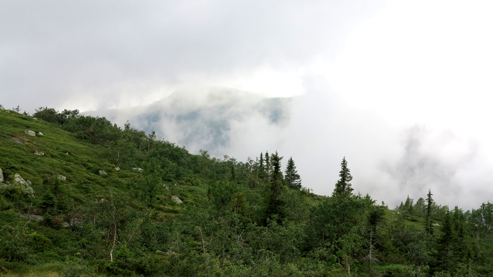 fog