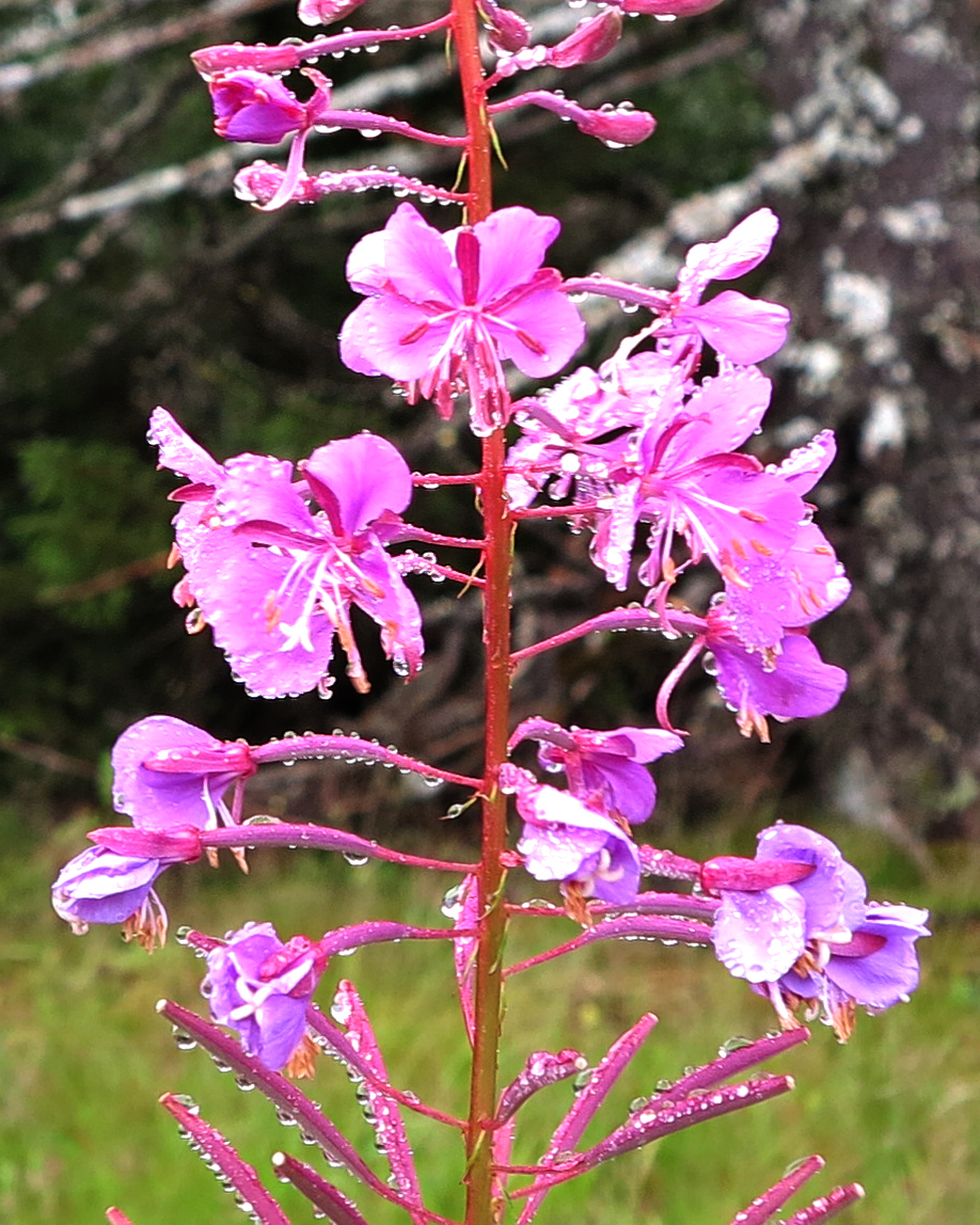 Fireweed