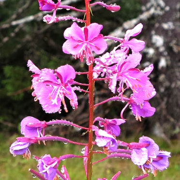 Fireweed