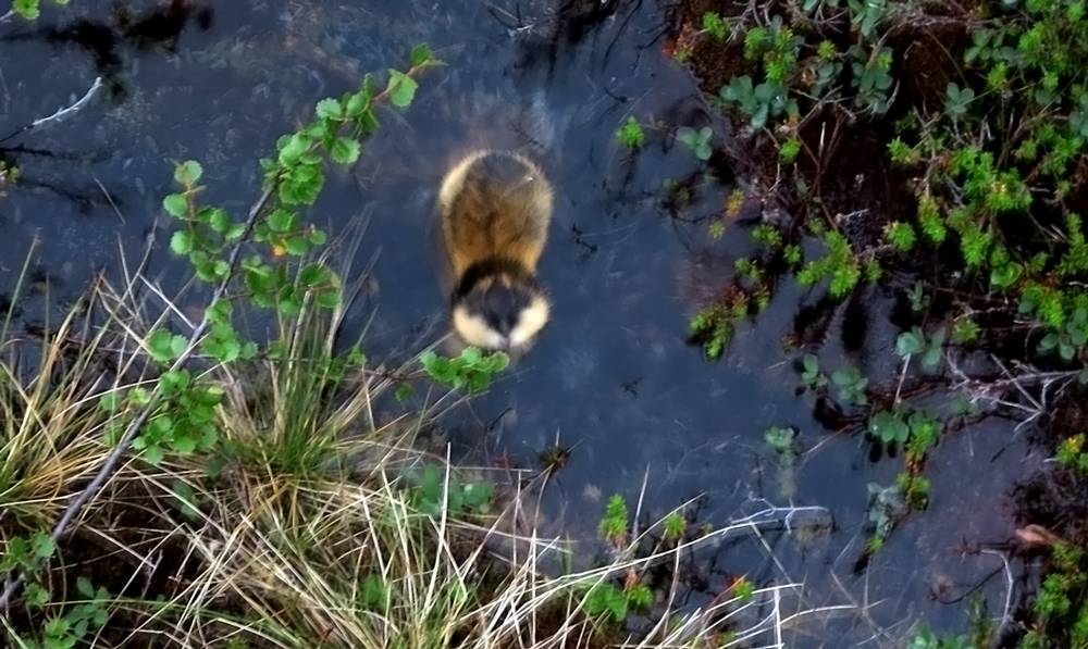 lemming